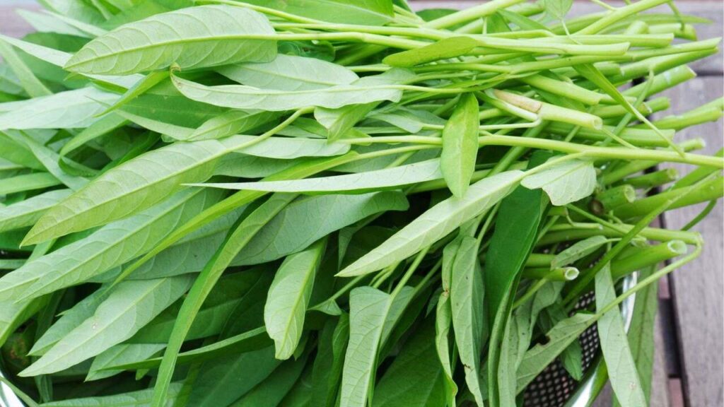 Amerika Melarang Kangkung? Fakta Mengejutkan di Balik ‘Larangan Makan Sayur’ Ini!