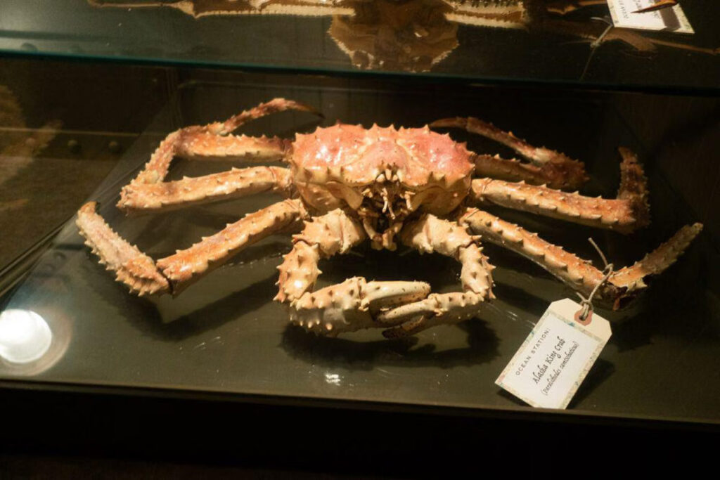 Ini Dia Alasan Alaskan King Crab Dijuluki Menu Laut Paling Mewah dan Terenak dari Alaska