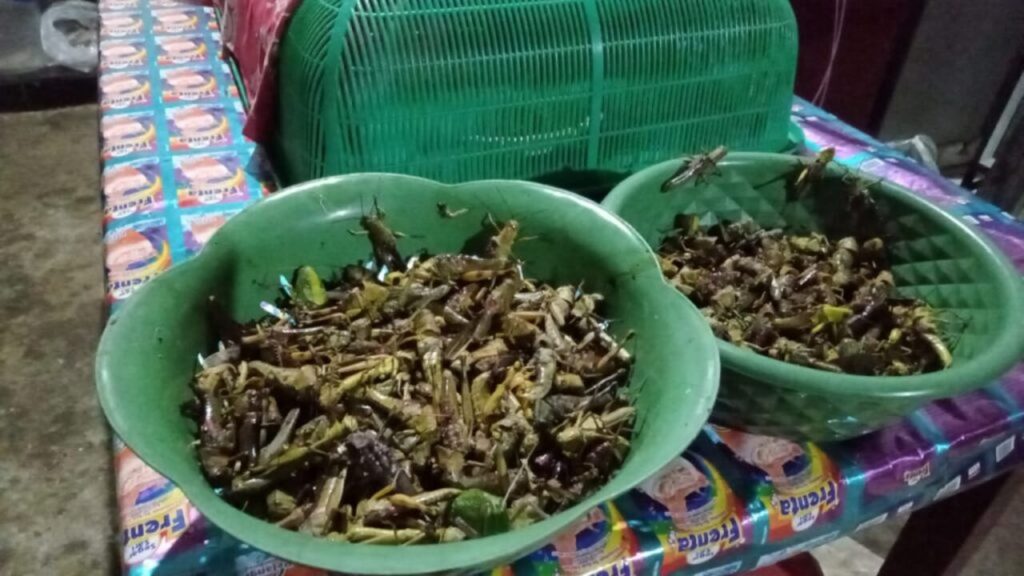Gurih Ekstrem! Walang Goreng Khas Gunung Kidul Bikin Banyak Orang Penasaran